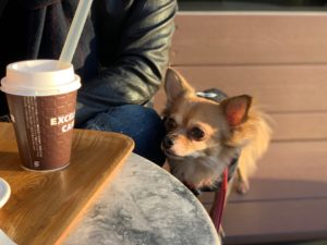 犬とカフェのフリー写真素材