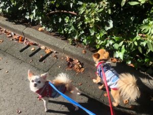 散歩する犬のフリー写真素材
