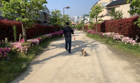 犬と散歩