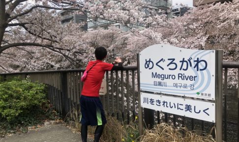 目黒川の桜